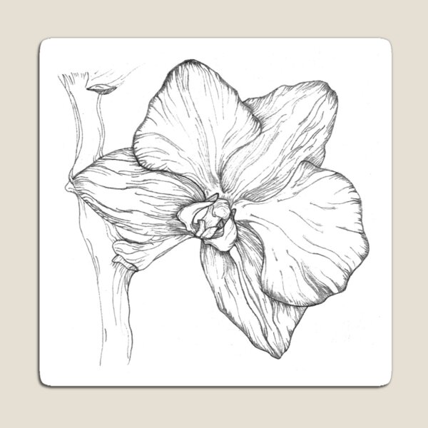 Item preview, orchid flower line art pencil sketch designed and sold by Aurora1308.