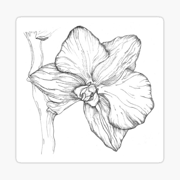 Pencil Drawing Orchid Flowers Stock Illustrations  112 Pencil Drawing  Orchid Flowers Stock Illustrations Vectors  Clipart  Dreamstime
