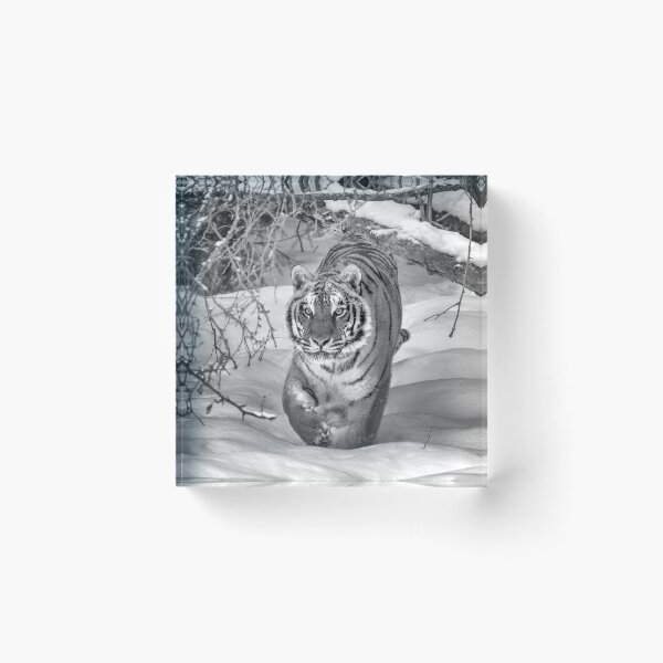 Item preview, Shadow Cat designed and sold by WesDotPhotography.