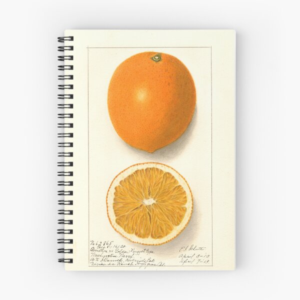 Item preview, Oranges - Pomological Watercolor Collection designed and sold by AlleghenyDesign.