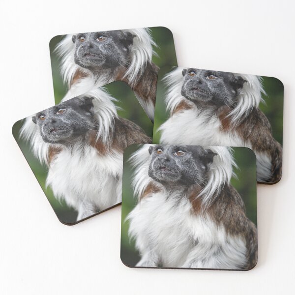 Item preview, Cotton top tamarin designed and sold by PaulMac900.