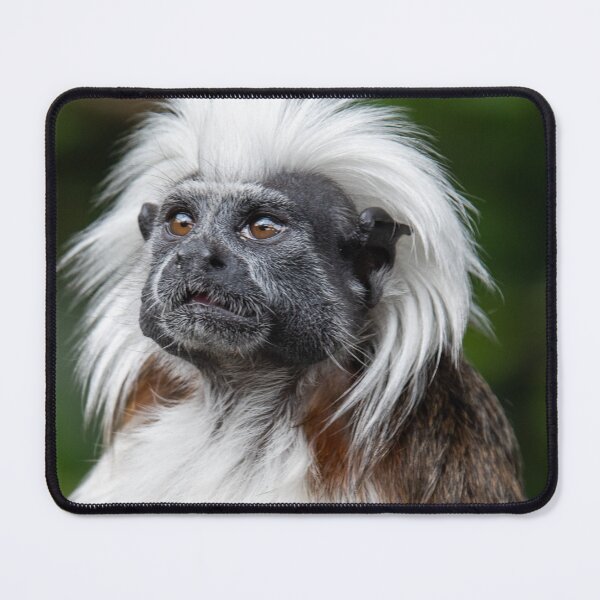 Item preview, Cotton top tamarin designed and sold by PaulMac900.
