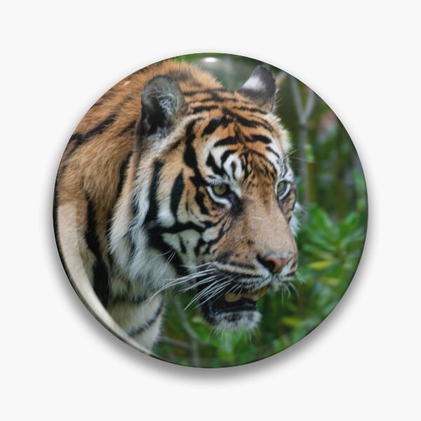 Item preview, Prowling Sumatrian Tiger designed and sold by PaulMac900.