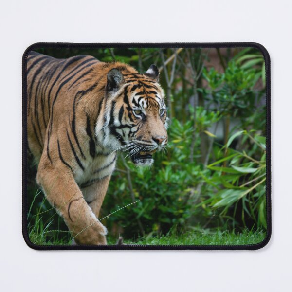 Item preview, Prowling Sumatrian Tiger designed and sold by PaulMac900.