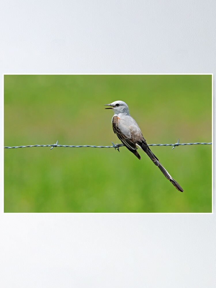“Oklahoma State Bird” Poster for Sale by Miracles | Redbubble