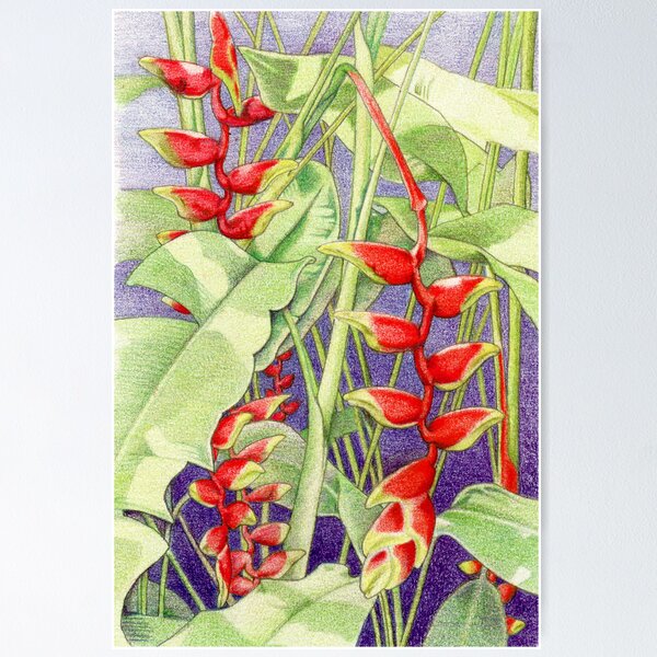 Item preview, Heliconia designed and sold by mrana.