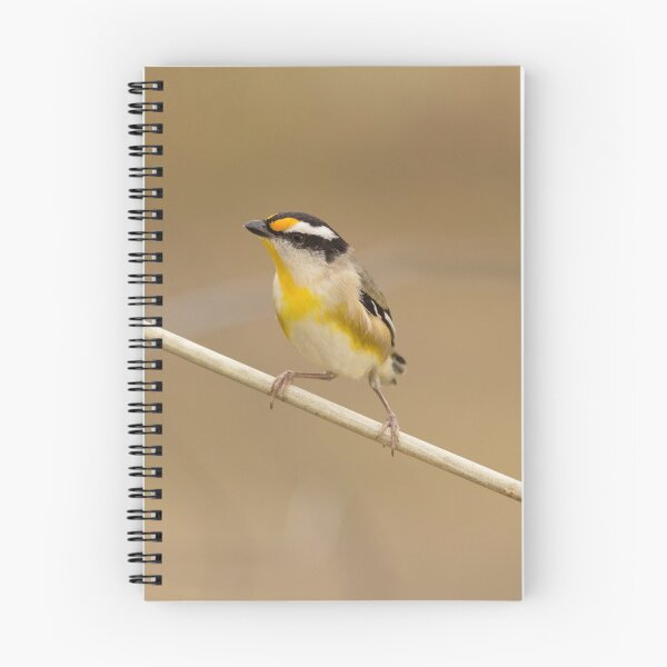 Item preview, The Pardalote designed and sold by Jade Welch.