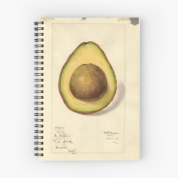 Item preview, Avocados - Pomological Watercolor Collection designed and sold by AlleghenyDesign.