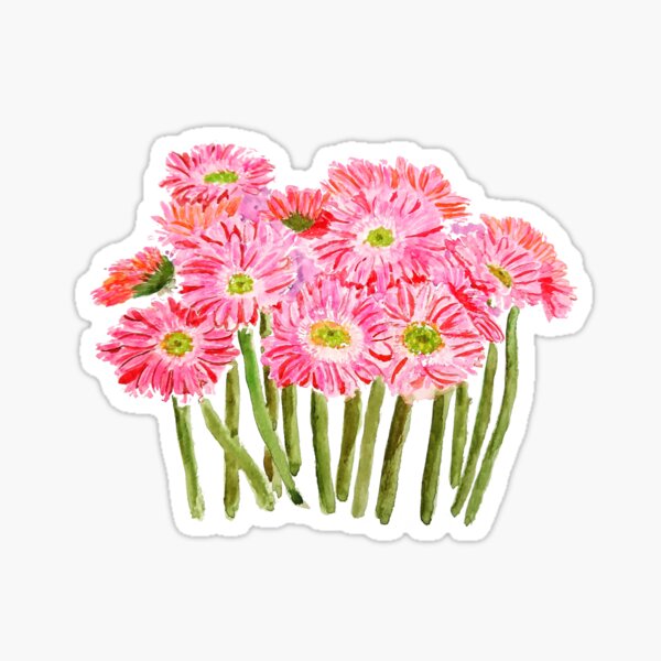 Pink Barberton Daisy Gerbera Watercolor Gerbera daisy Sticker