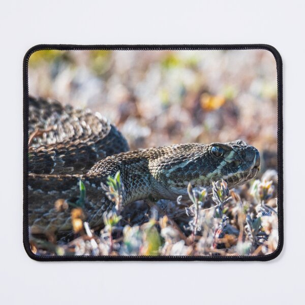 Item preview, Snaking in the grass designed and sold by Greg Birkett.