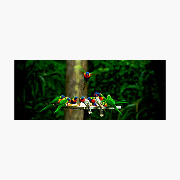 The Birds Photographic Print