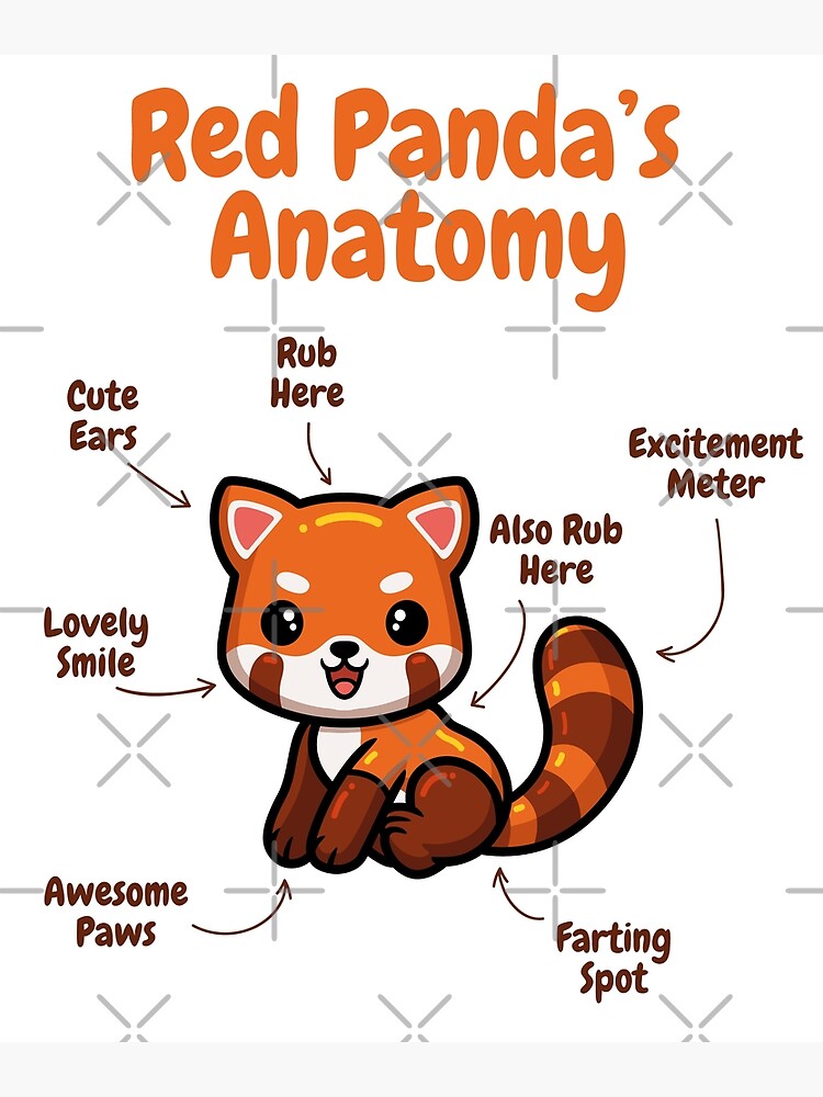 "Red Panda Anatomy" Poster for Sale by GraphismNinja | Redbubble