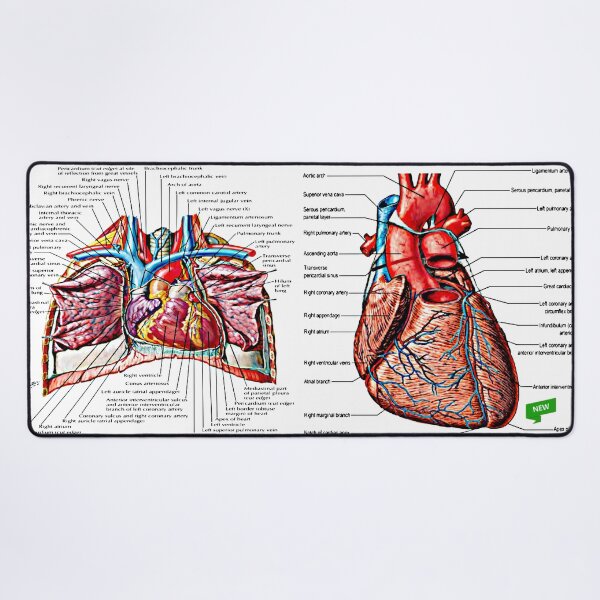 Item preview, Heart Diagram #2 designed and sold by Momo-Stores.