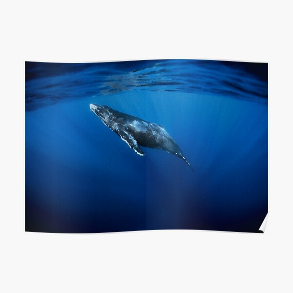 Baby whale Poster