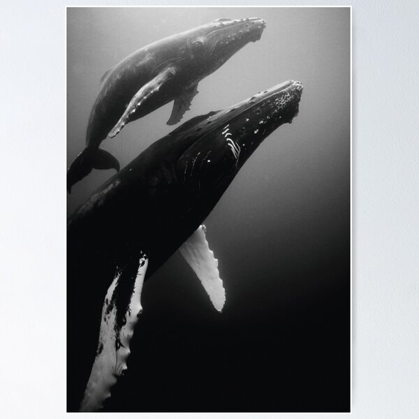 Humpback whales Poster