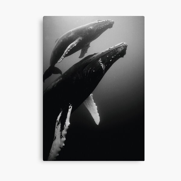 Humpback whales Canvas Print