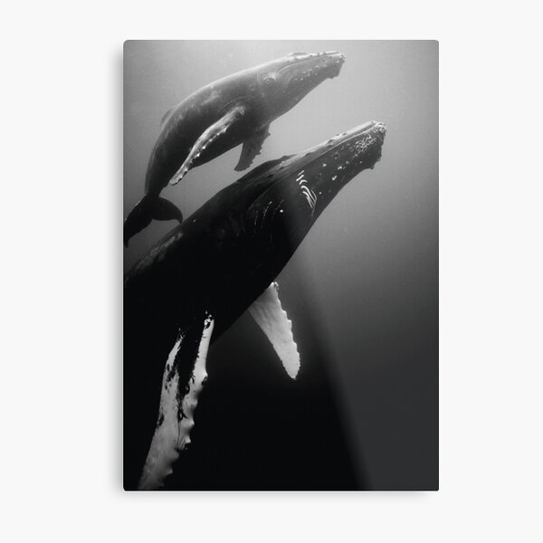 Humpback whales Metal Print