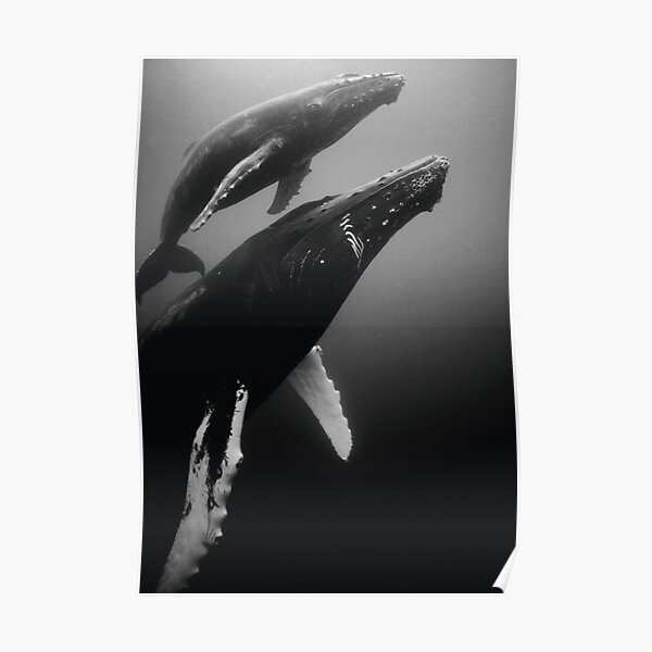 Humpback whales Poster