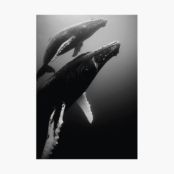 Humpback whales Photographic Print