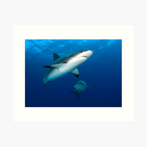 Sharks Art Print