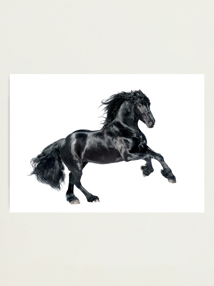 Impression Photo Cheval Frison Noir Sur Fond Blanc Par Olgaitina Redbubble