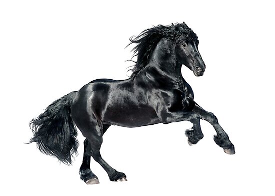 black friesian horse on white background" Photographic Print by ...