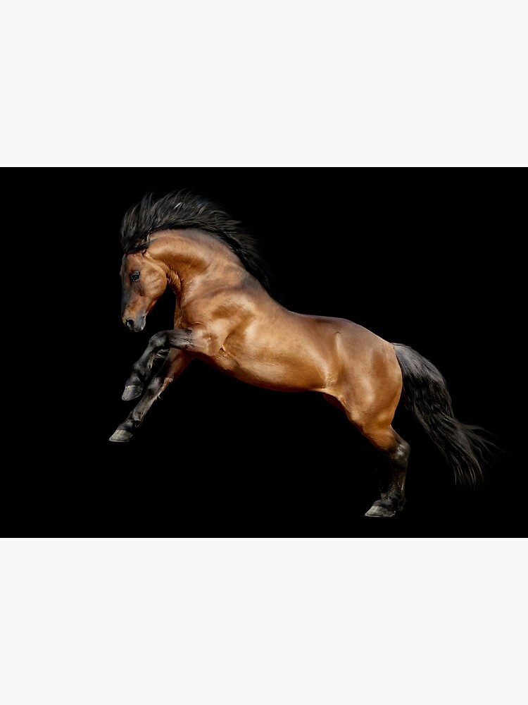 "draft horse jumping on black background" Photographic Print by