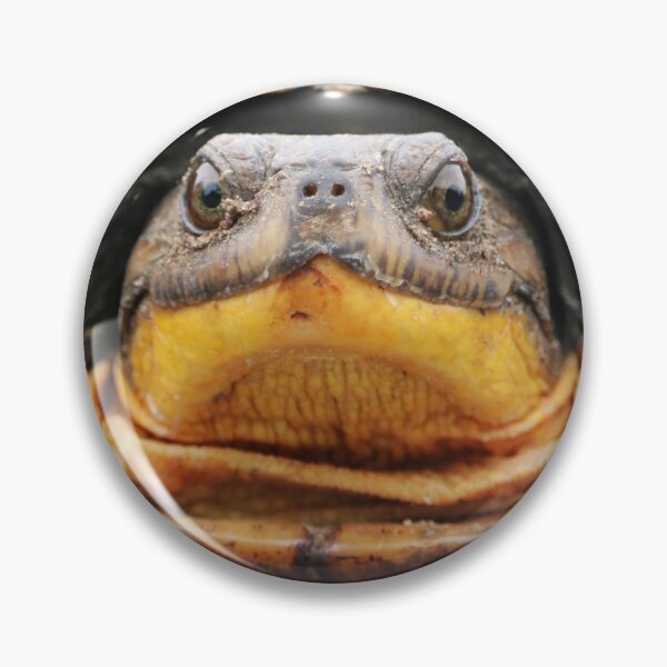 Item preview, Blanding’s Turtle designed and sold by AdamStCyr.