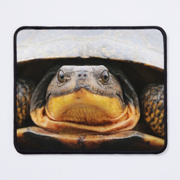 Item preview, Blanding’s Turtle designed and sold by AdamStCyr.