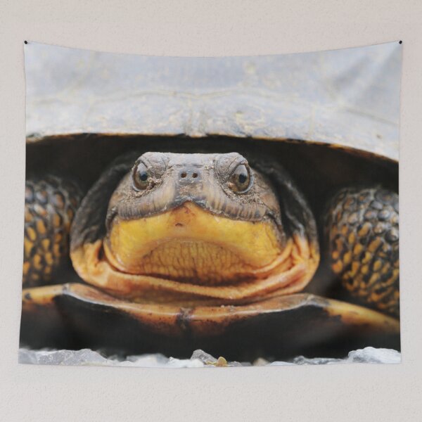 Item preview, Blanding’s Turtle designed and sold by AdamStCyr.