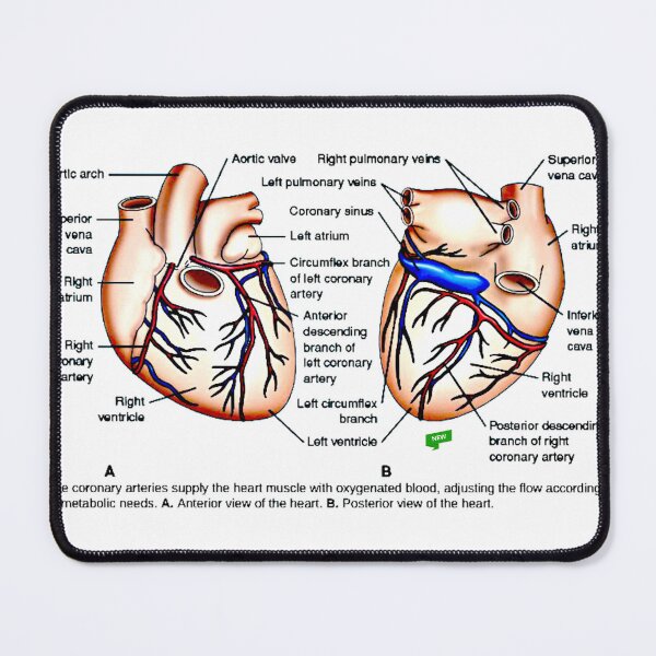 Item preview, Heart Diagram #5 designed and sold by Momo-Stores.