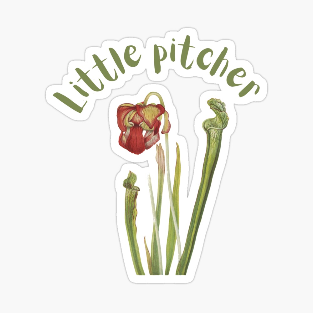 Little Pitcher - Cute Pun - Pitcher Plant Poster for Sale by  AlleghenyDesign