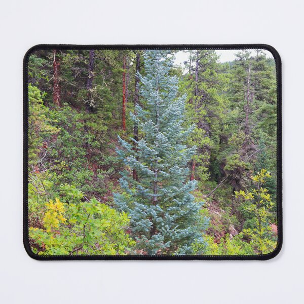 Item preview, Colorado blue spruce designed and sold by zumi.