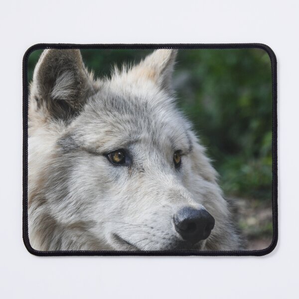 Item preview, Beautiful Zidika Wolf Vascover, Animal Zidika Wolf- designed and sold by bartdesigner.