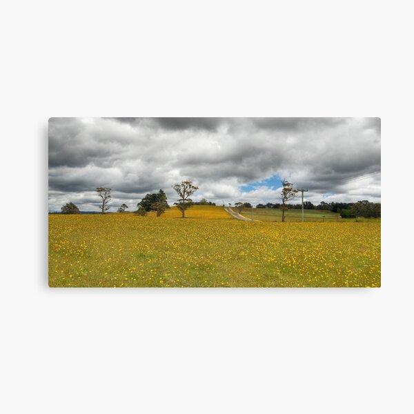 Daisy Field - Derby, Tasmania Canvas Print
