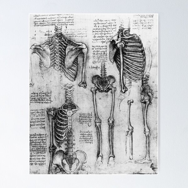 Anatomical Skeleton Drawing by Leonardo Da Vinci Poster