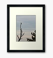Crow Framed Print