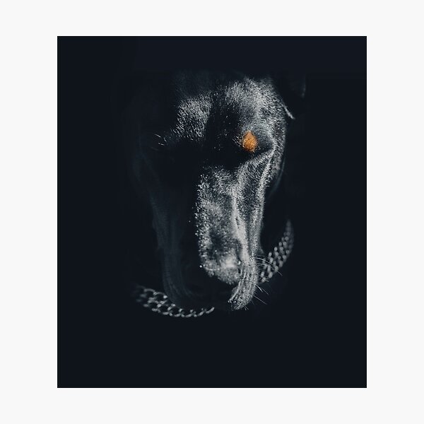 Doberman Photographic Print