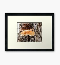 Wood Mushroom on tree. Framed Print