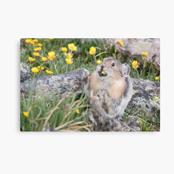 What flowers? Canvas Print