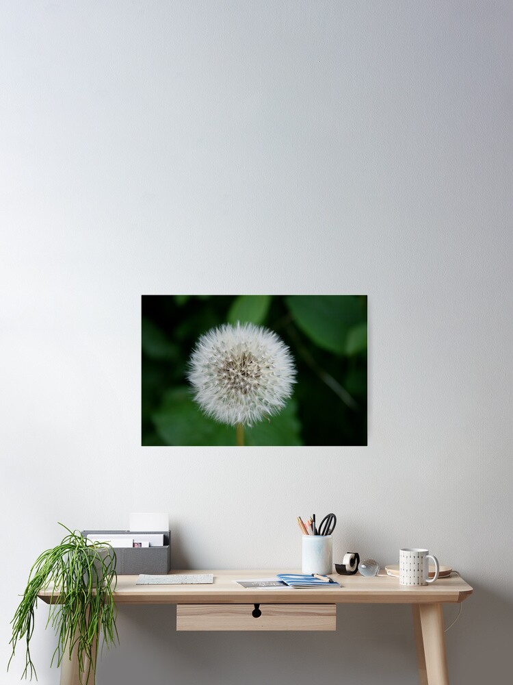 Thumbnail 2 of 3, Poster, Dandelion designed and sold by Iani.