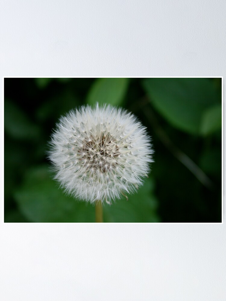 Thumbnail 1 of 3, Poster, Dandelion designed and sold by Iani.