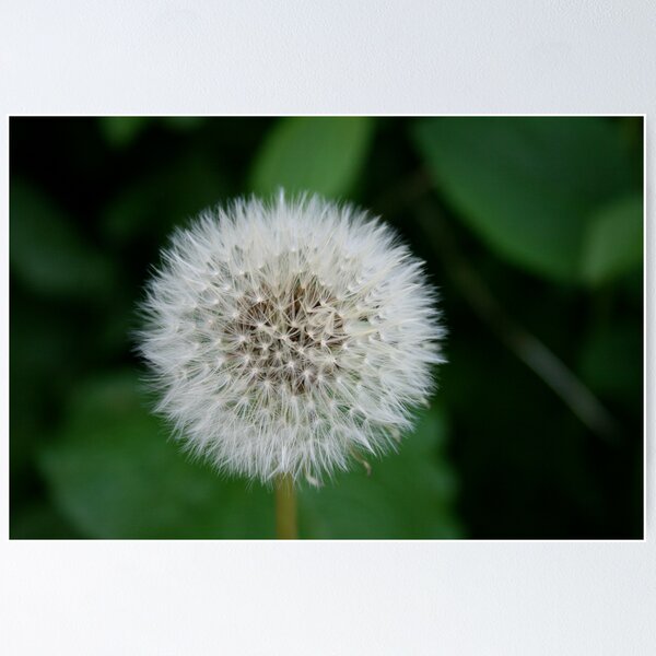Item preview, Dandelion designed and sold by Iani.
