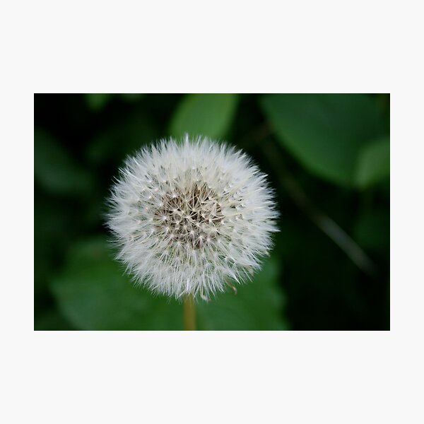 Artikelvorschau, Dandelion entworfen und verkauft von Iani.