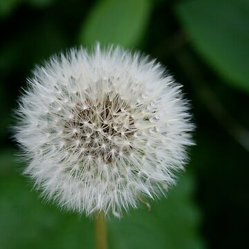 Artwork thumbnail, Dandelion by Iani