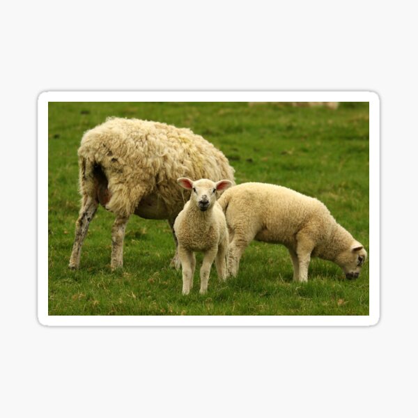 Curious Lamb Sticker