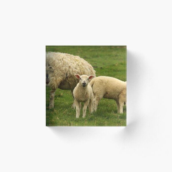 Curious Lamb Acrylic Block