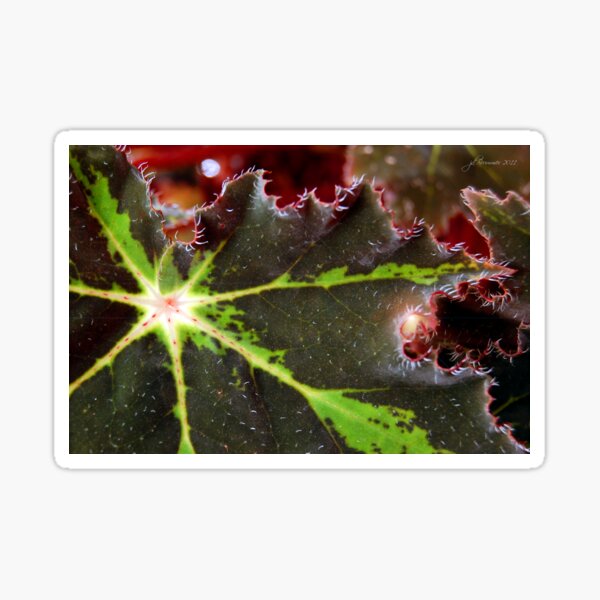 Red Mist at Dawn Sticker