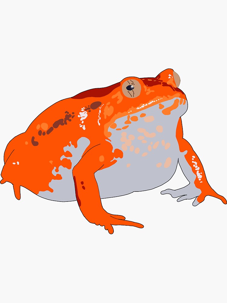"Tomato Frog" Sticker for Sale by zoocuties Redbubble