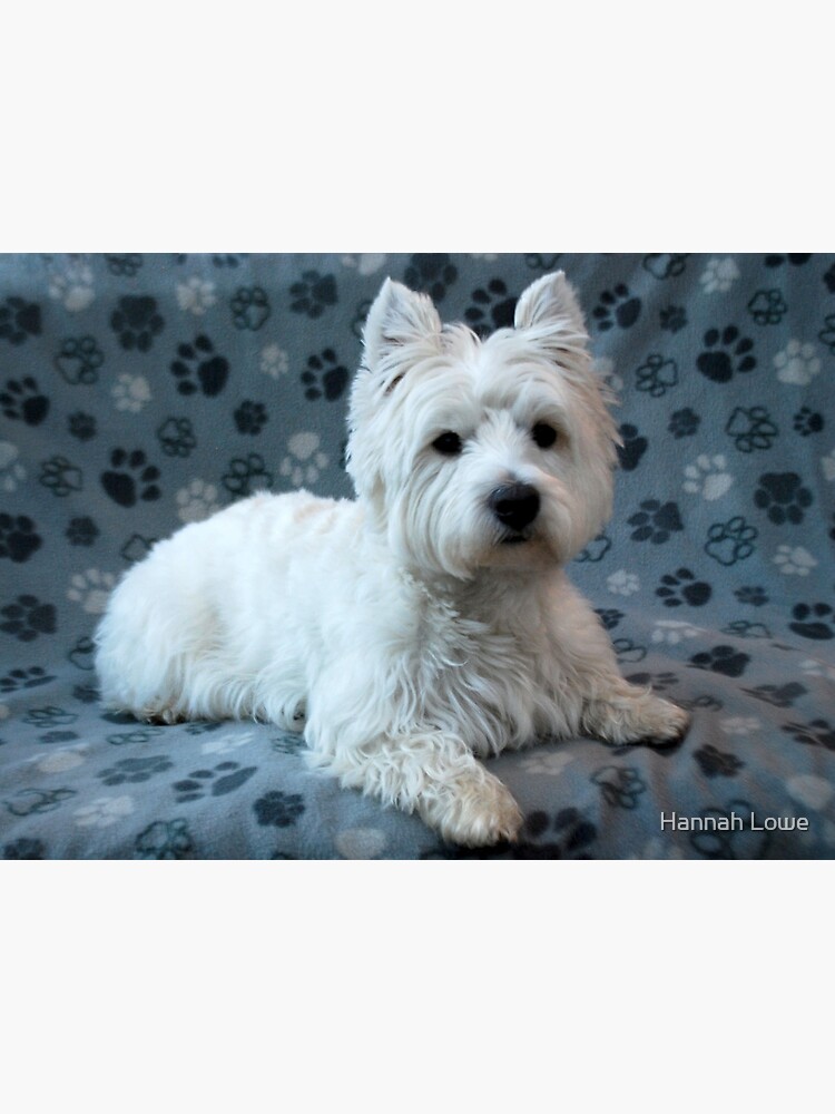 Westie by princess-pirate